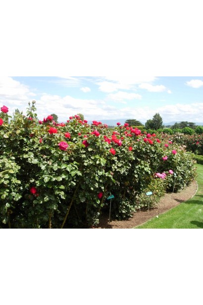 Кущ троянди Юріанда з численними квітками